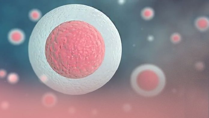 Cetvrta nedelja trudnoce